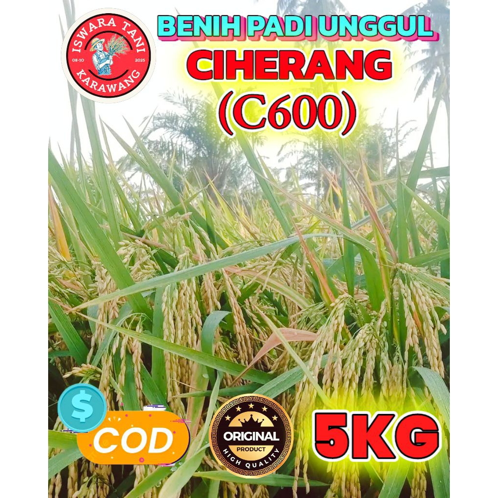 BENIH PADI BERKUALITAS CIHERANG C600 KEMASAN 5KG