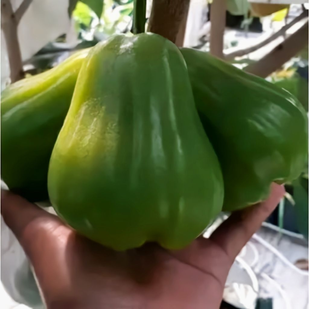 BIBIT JAMBU AIR GREEN GIANT HASIL CANGKOK