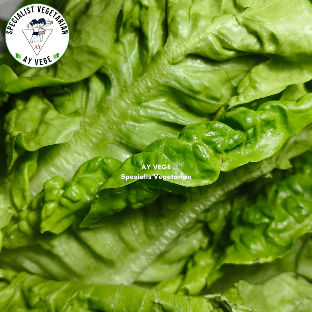 Sayur Baby Romaine Hidroponik Fresh