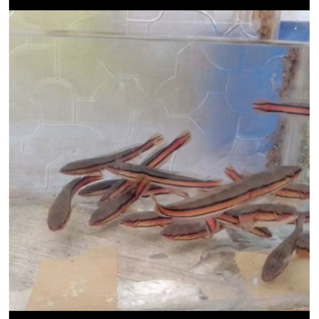 Hiasan aquarium ikan toman 13cm