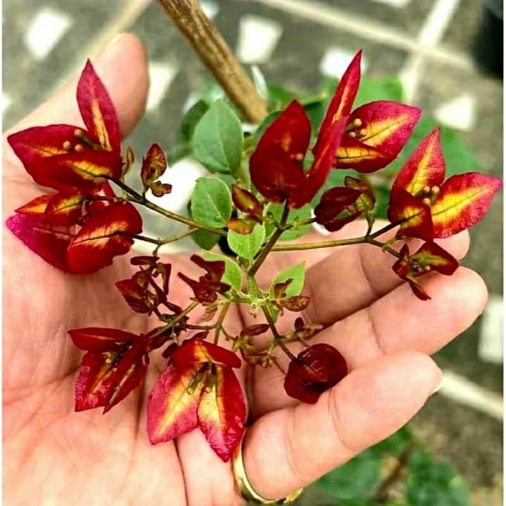 Bunga Bougenville Red Wajid Alisha (Jenis Koleksi)