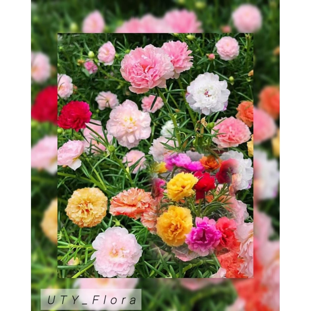 Tanaman Surat Bombay (10 Batang Free 3 Batang) Bibit Krokot Mossrose Tumpuk Mix Bunga Warna-Warni