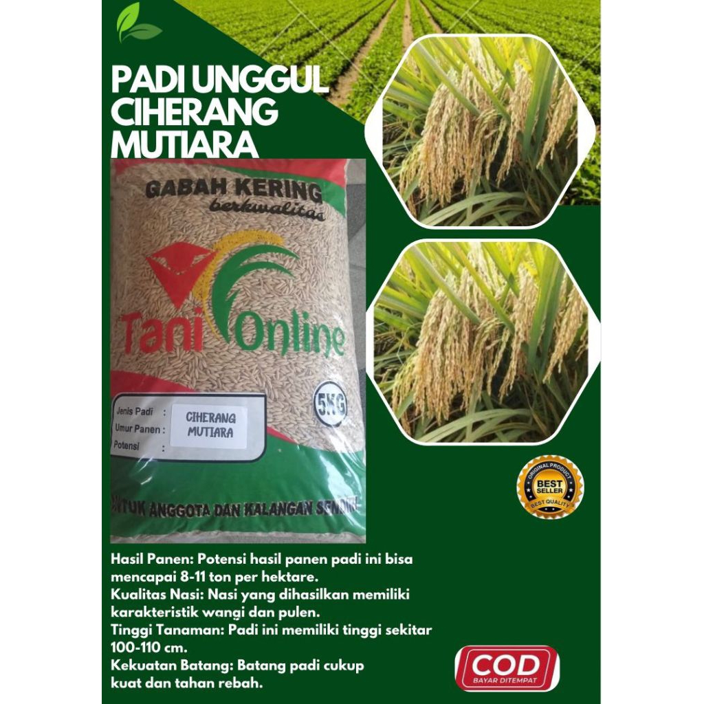 PADI UNGGUL CIHERANG MUTIARA 5KG PREMIUM