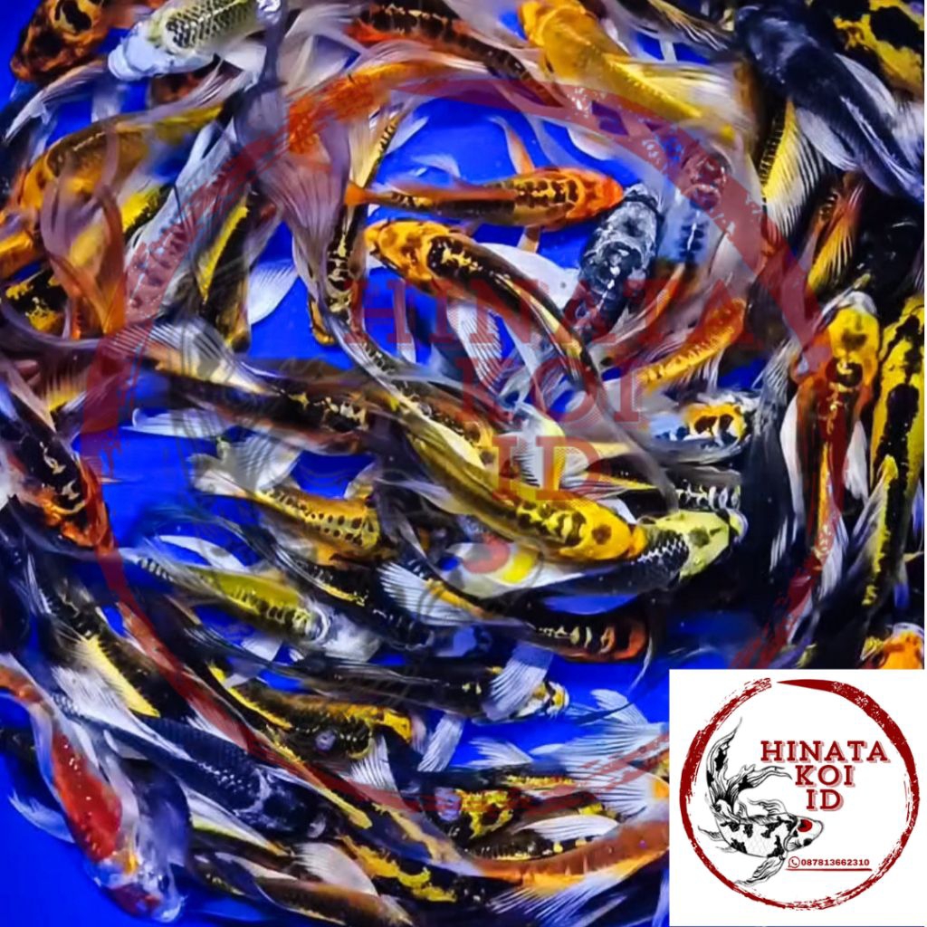 Pahe  5 Pcs Koi Kumpay Slayer Mix Butterfly Lokal Size 10-12cm