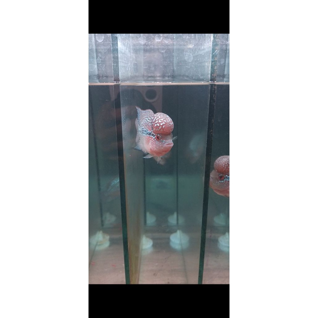 IKAN LOHAN SRD