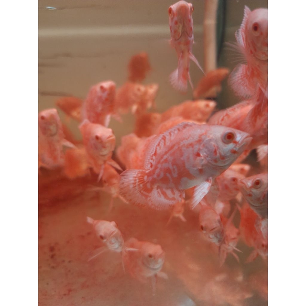 Oscar tiger albino , size 7 - 8 cm