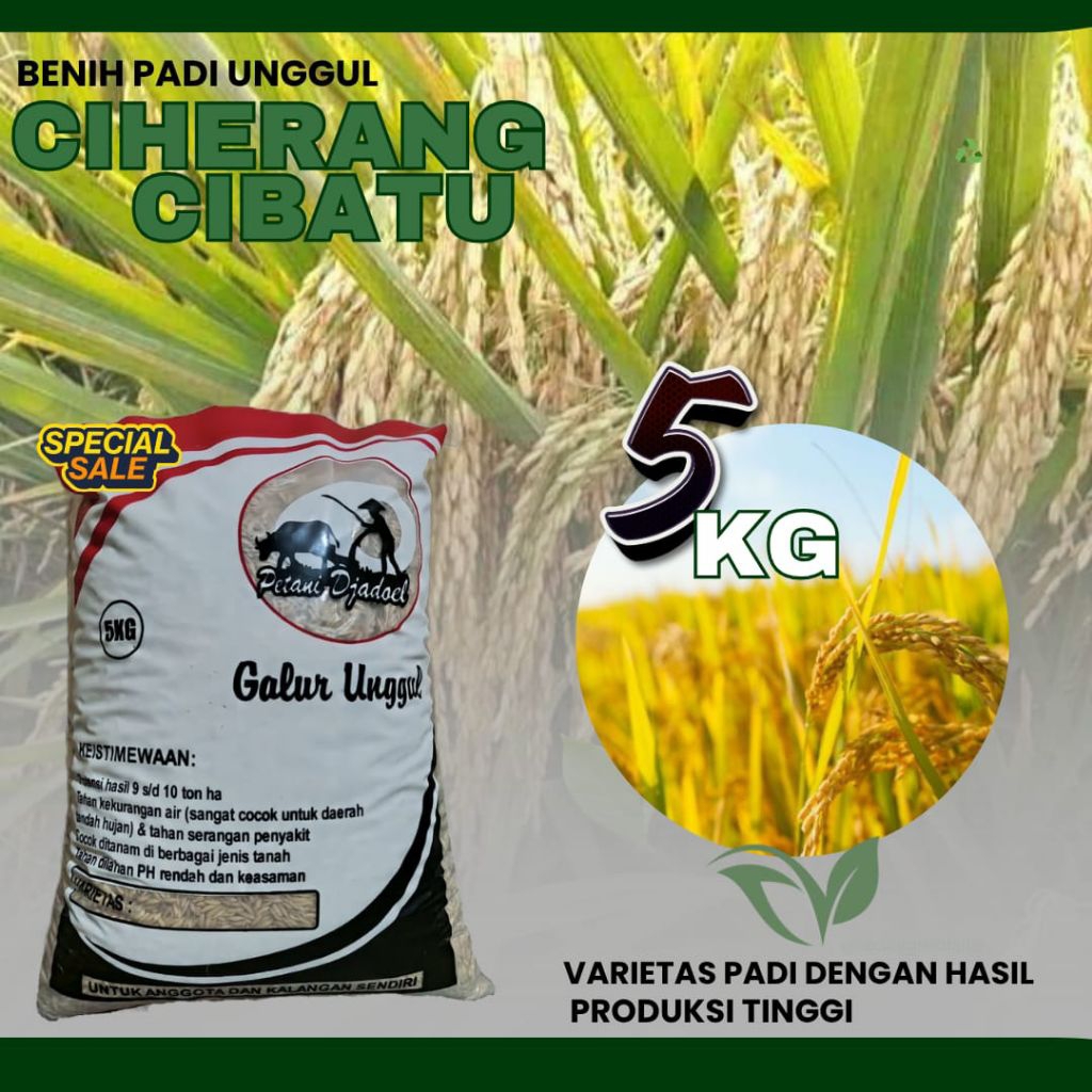 padi unggu Ciherang Cibatu kemasan 5kg padi Ciherang Cibatu