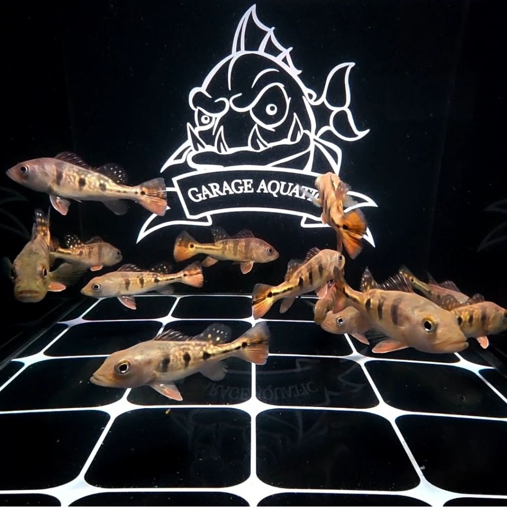 (INSTANT) PEACOCK BASS KELBERI IKAN HIAS PREDATOR AQUARIUM KOLAM PBASS