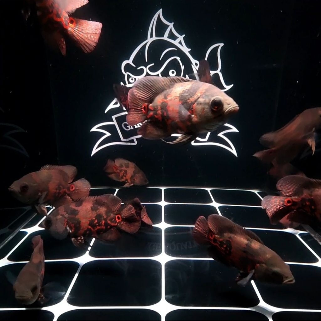 (INSTANT) OSCAR TIGER BATIK IKAN HIAS PREDATOR AQUARIUM KOLAM