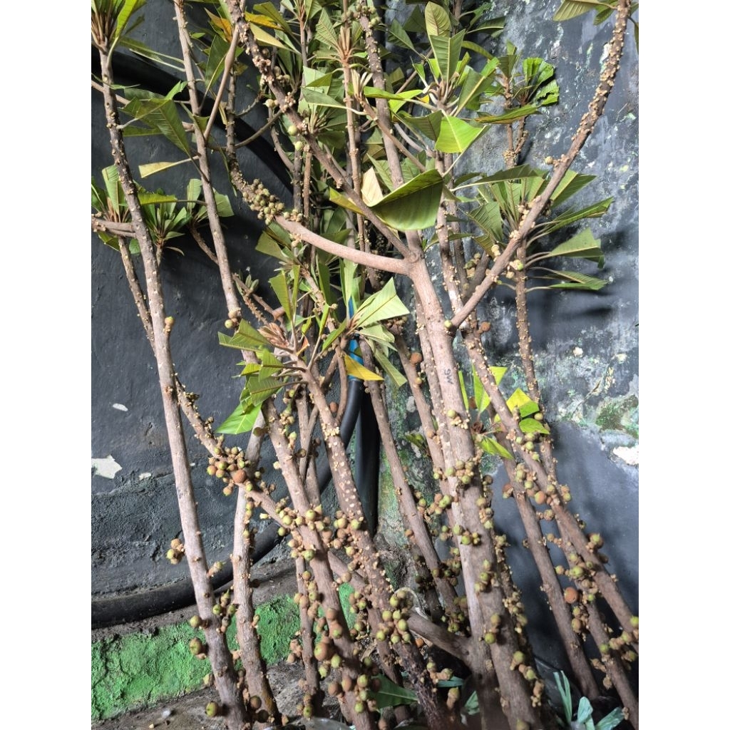 Fresh cangkok mamey sapote