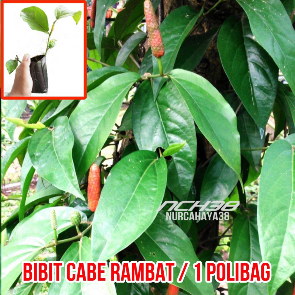 Bibit cabe rambat siap tanam sudah berakar dan berdaun / bibit cabe Jawa siap tanam