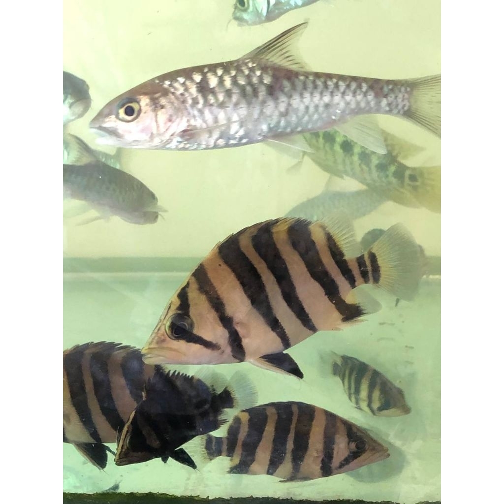 Datz sumatra 15-17cm 4bar simetris CNCB