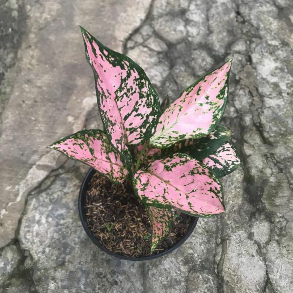 BISA COD AGLONEMA RUBBY PINK//BIBIT AGLONEMA RUBBY PINK