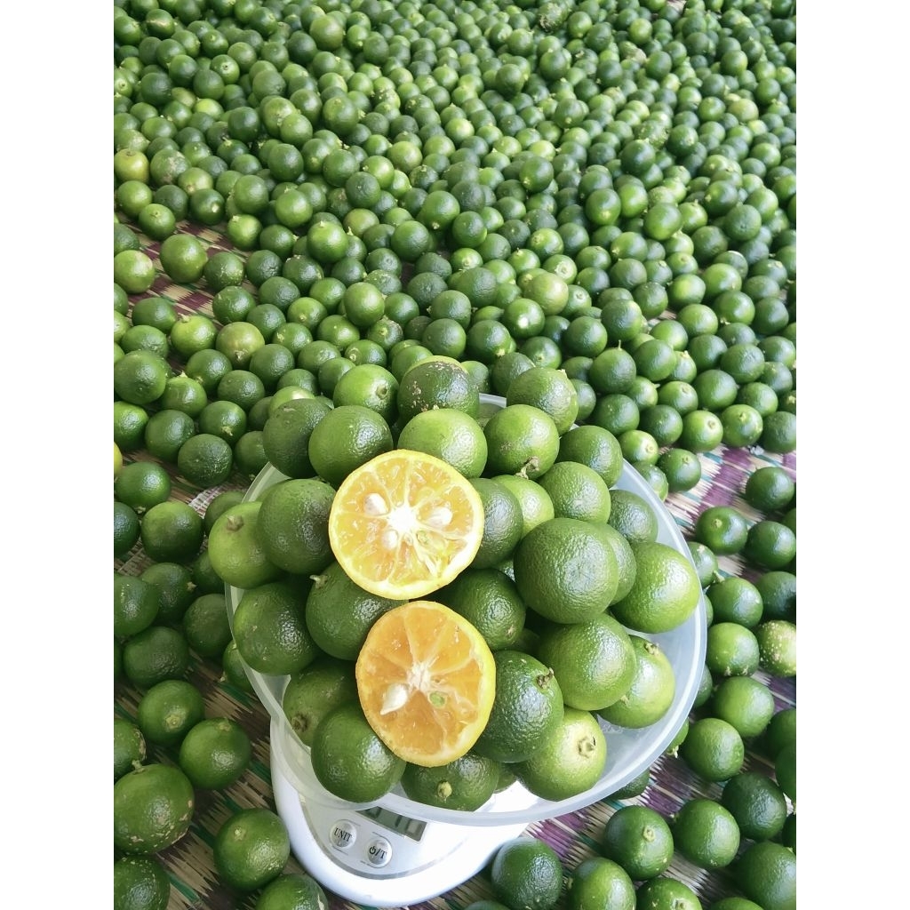 1kg jeruk sonkit jeruk kasturi jeruk kunci