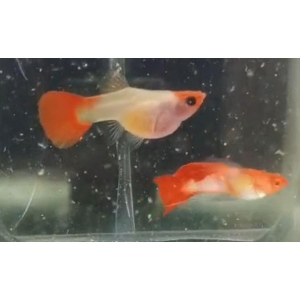 Blonde koi SBGB Satu Pasang Indukan Hiasan Aquarium |Ikan Hias Bozz Louhan|