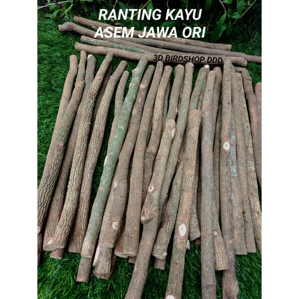 tangkringan ranting kayu asem jawa asli untuk burung kacer dan cendet