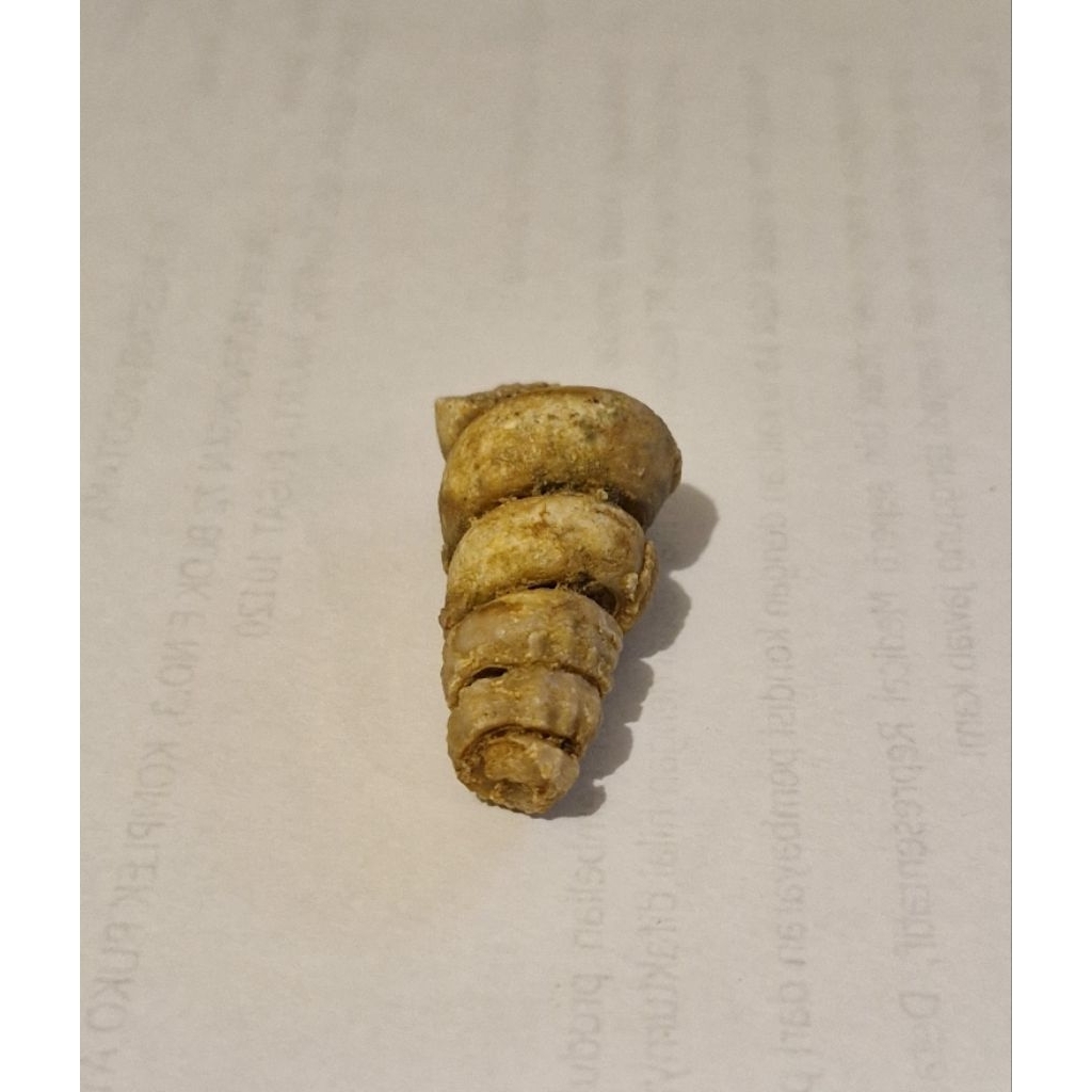 Fos Sil Asli Alam Keong Kol Buntet (kode: A4)