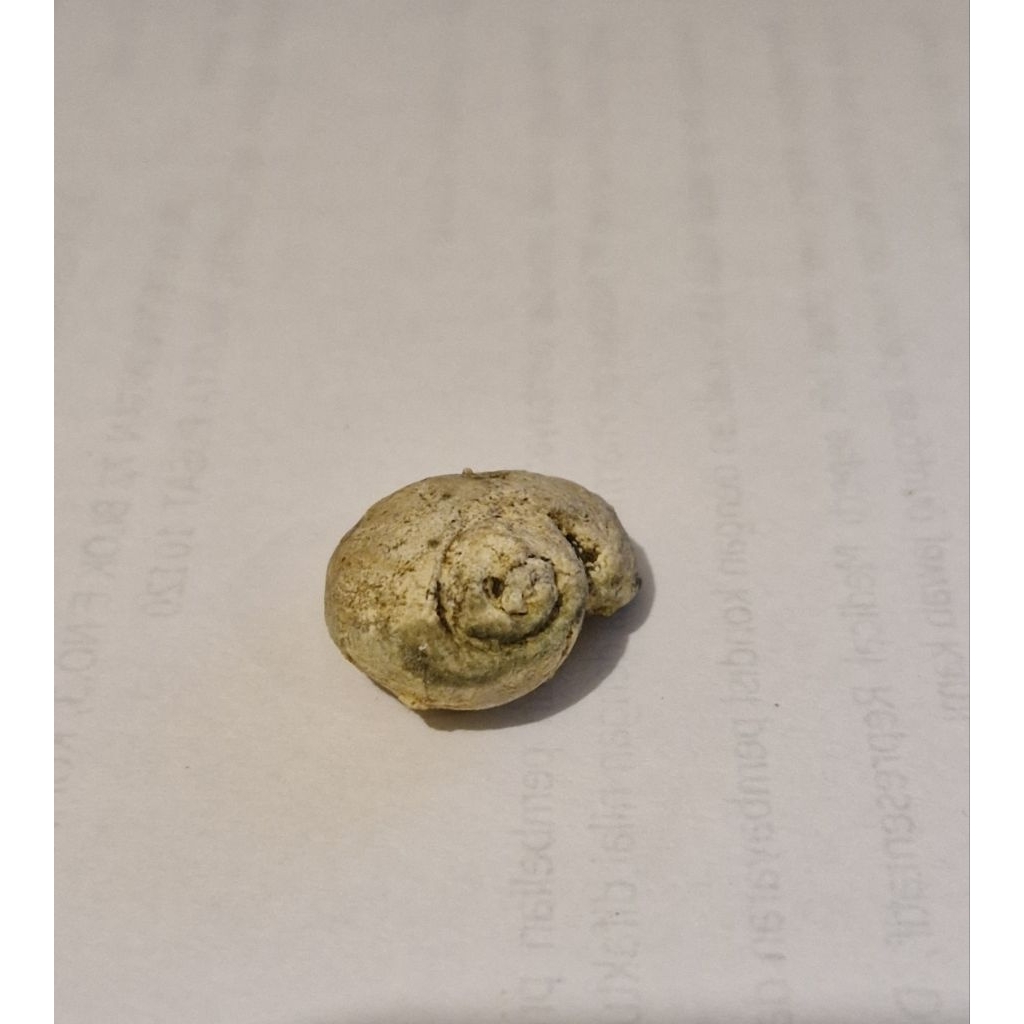 Fos Sil Asli Keong Kol Buntet (kode: B4)