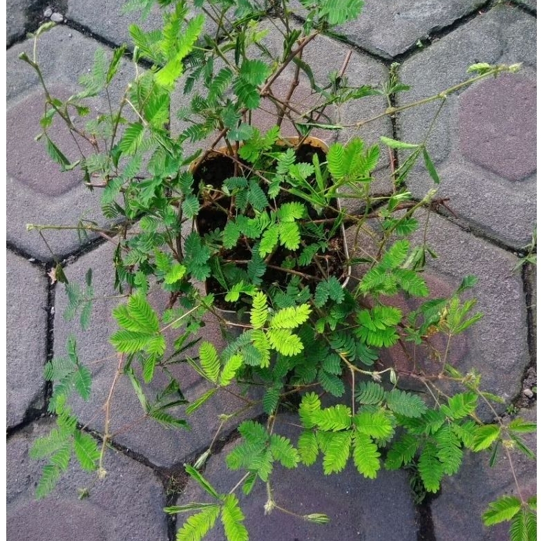 Bahan Bonsai Putri Malu | Sesuai Foto