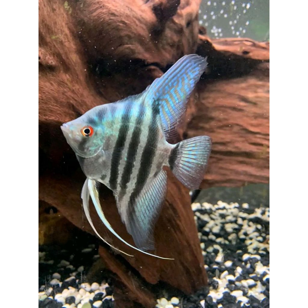 ikan manfish blue pinoy