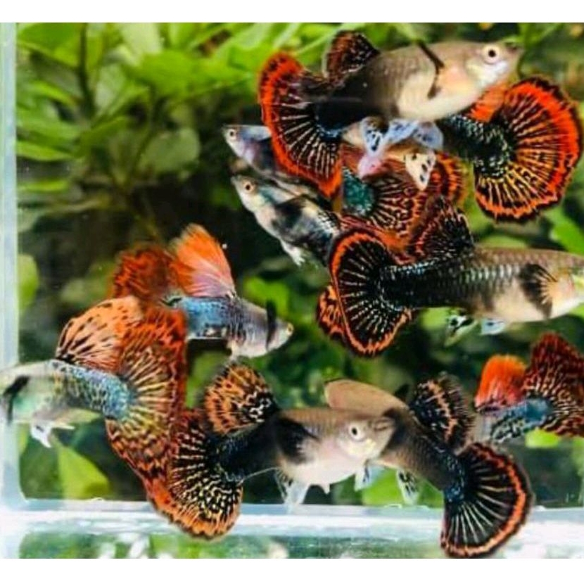 Sepasang Guppy RED DRAGON PLATINUM Size Remaja Mulai Produksi