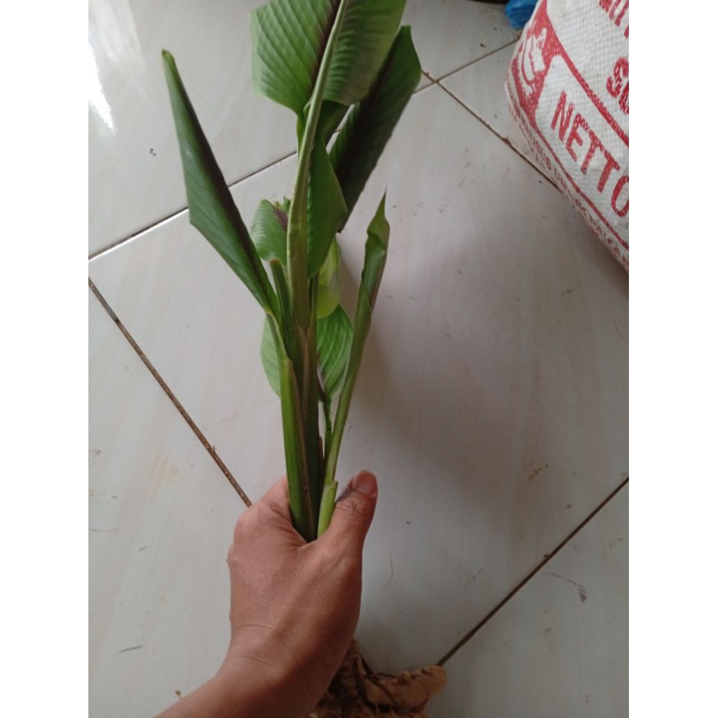 Bibit kunyit putih curcuma zedoaria