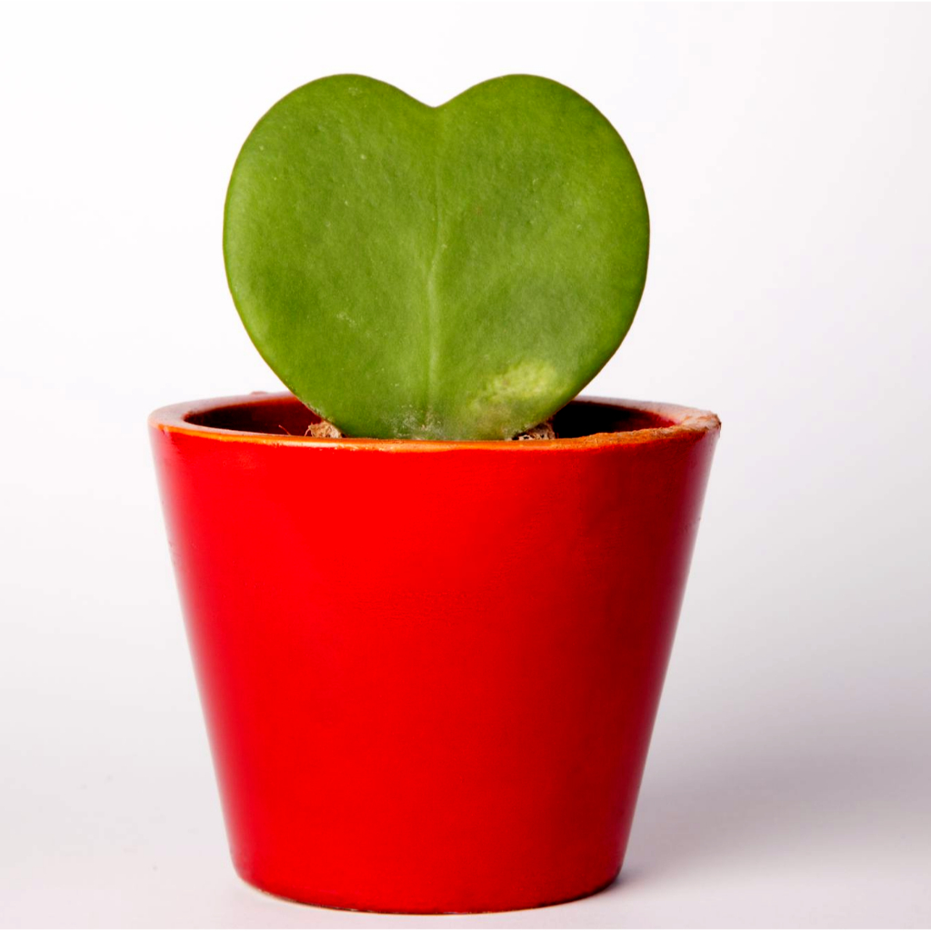 tanaman hias indoor Hoya kerrii green Hoya love-hoya valentine