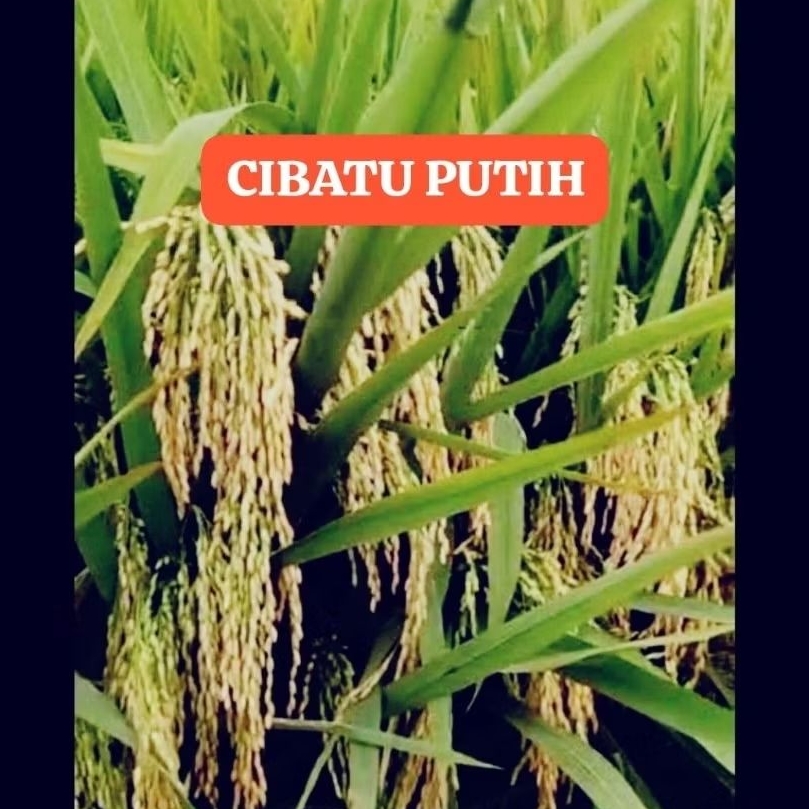 PADI CIBATU PUTIH Original 5kg
