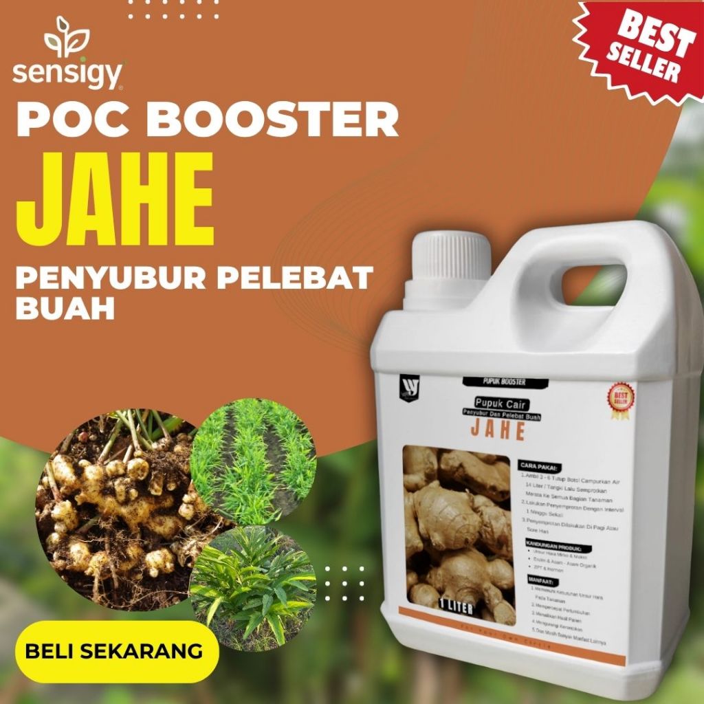 Pupuk Jahe Pemebesar Rimpang Booster Pemacu Pertumbuhan Rimpang Jahe Pupuk Jahe Agar Cepat Besar