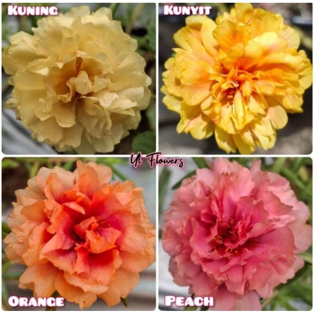 4 PAKET POLIBAG BUNGA KROKOT KUNING,PEACH,KUNYIT,ORANGE