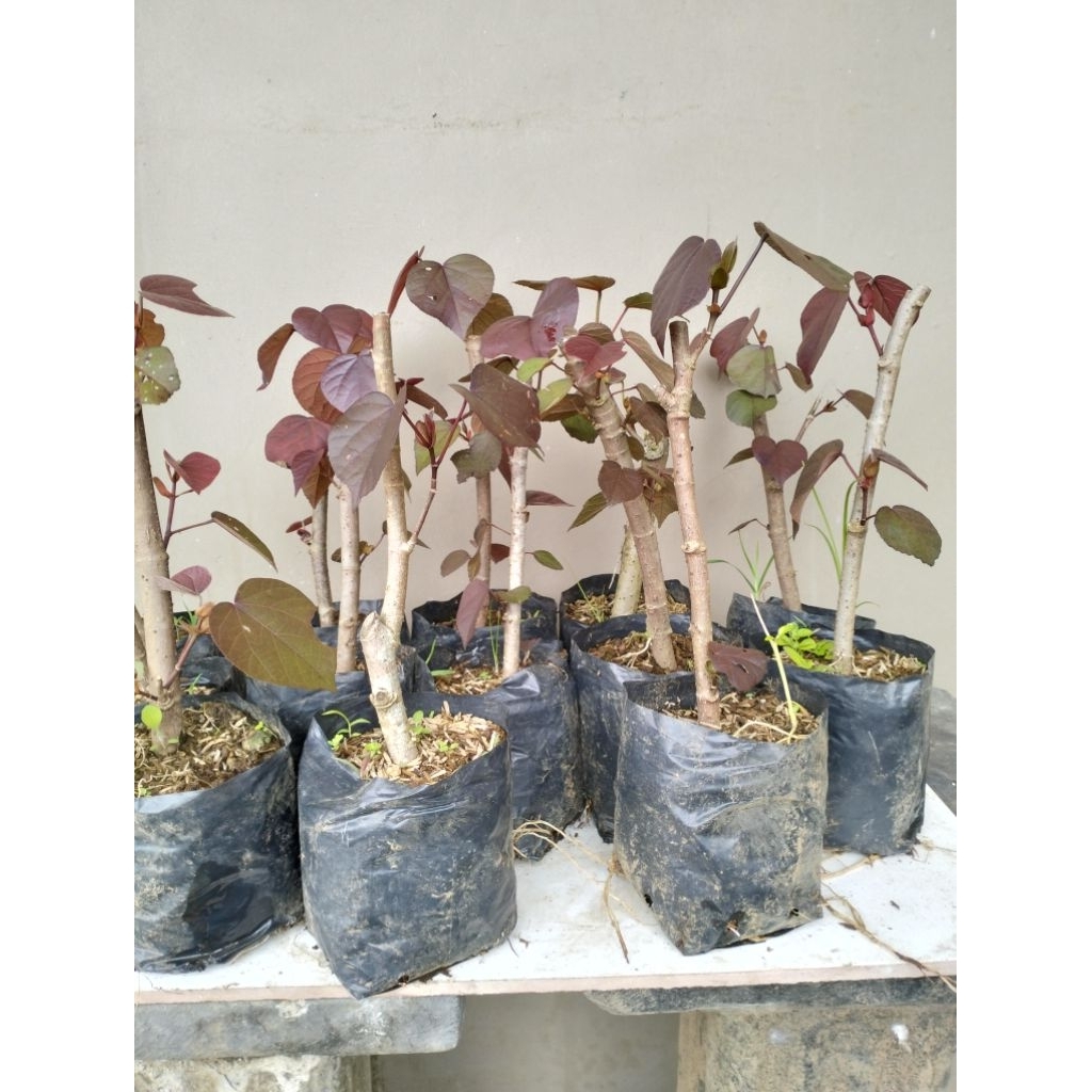 BAHAN BONSAI WARU MERAH K -  BERAKAR DAN BERANTING - MURAH MERIAH