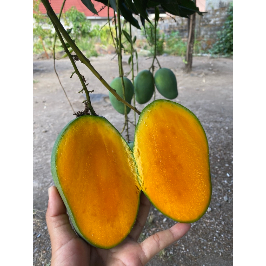 MANGGA HARUM MANIS MATANG DIPOHON