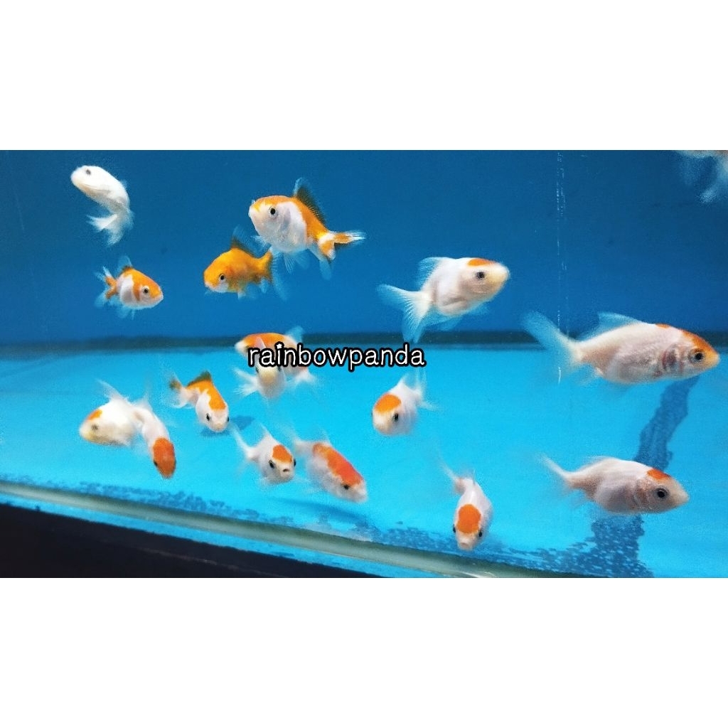 HIASAN AQUARIUM KOKI ORANDA MAS KOKI IKAN HIAS IKAN AQUARIUM IKAN KOLAM