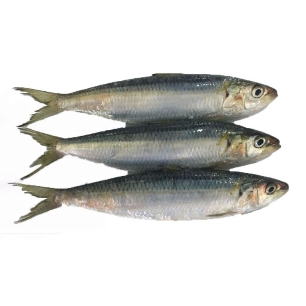 ikan sibula/ ikan sarden segar