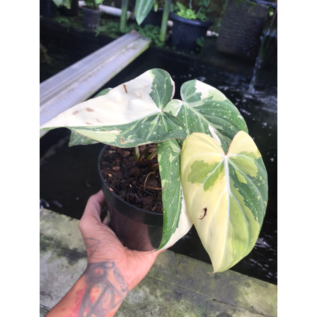 philodendron gloriosum varigata tricolour medium