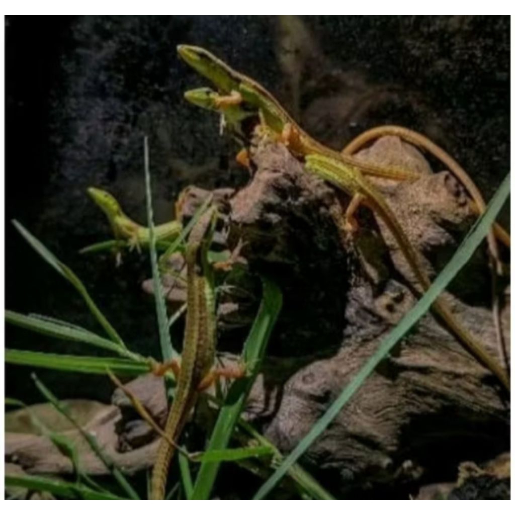 Mainan hidup hewan peliharan kadal rumput hijau ekor panjang/orong orongdd