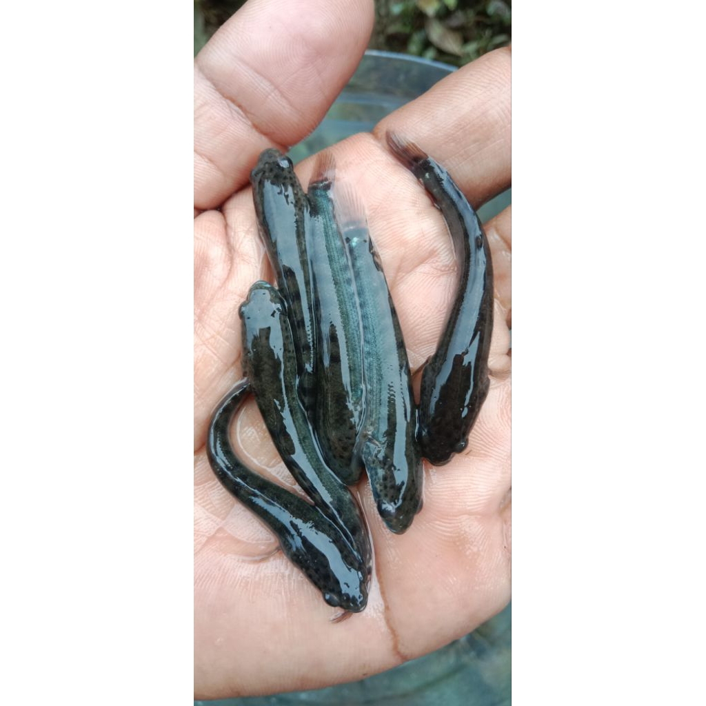 Benih Ikan Gabus 4–5 cm Hidup | Paket  50 Ekor | Bibit Gabus Kolam & Terpal