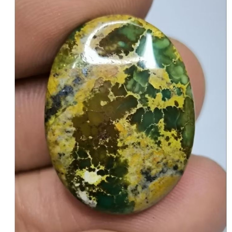 Pirus Persia Hijau Gradasi