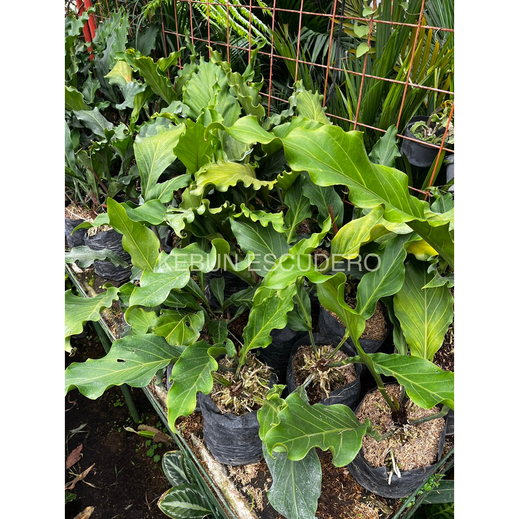 Anthurium Gelombang Cinta - Tanaman Hias Gelombang Cinta Panjang Daun 70-100 cm - Gelombang Cinta Su