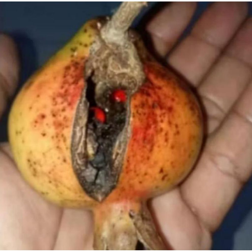 koleksi batu merah delima dalam buah