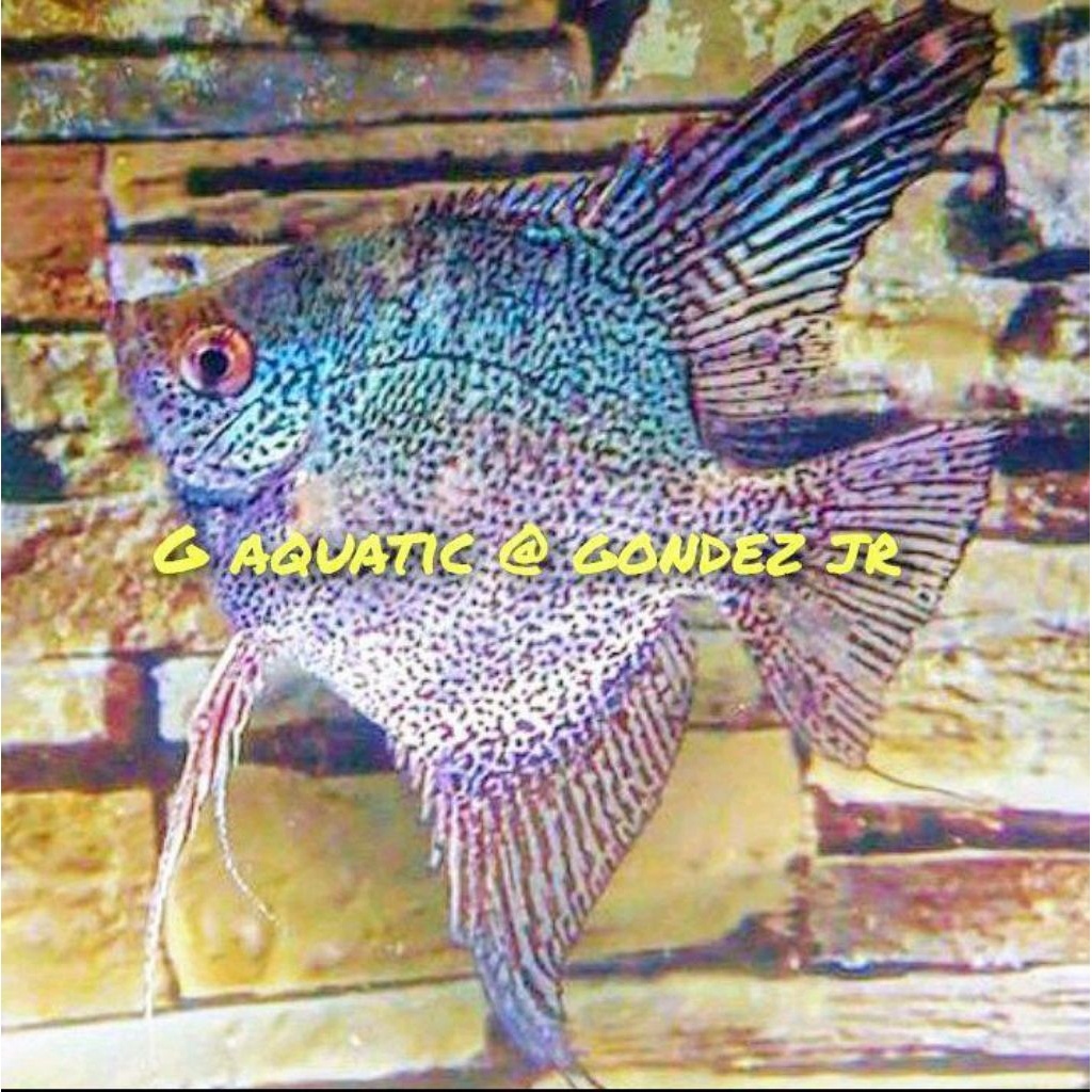 ikan manfish leopard size XL