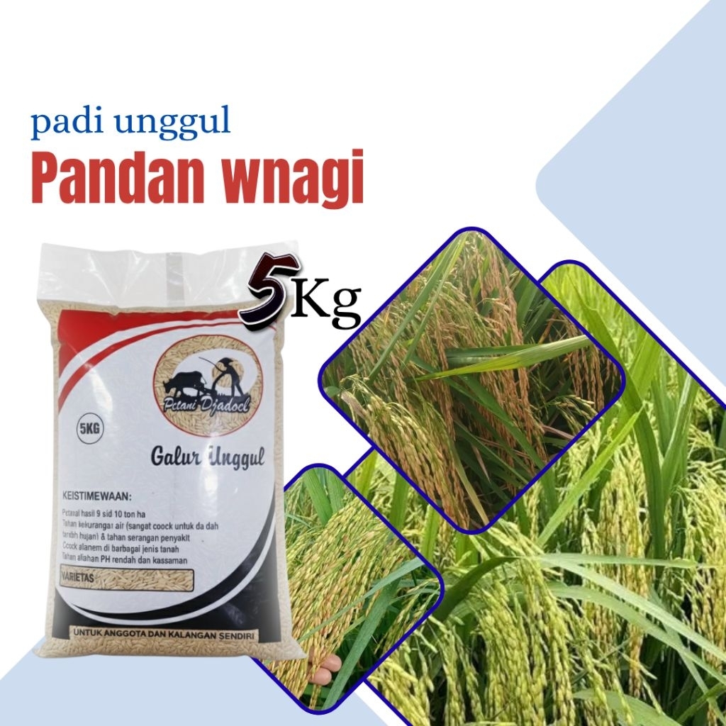 Benih padi unggul pandan wangi 5kg