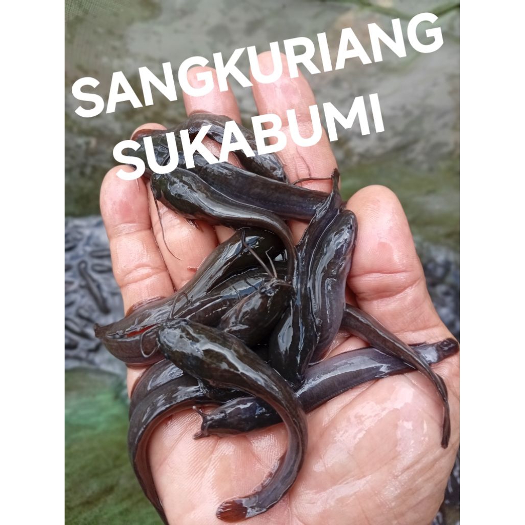 Bibit lele Sangkuriang ukuran 5-6 cm 43 ekor bonus pakan