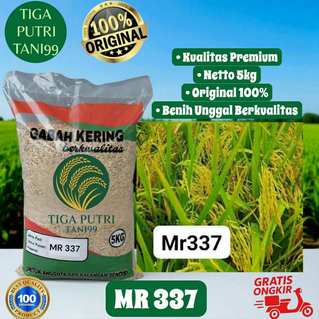 Padi Unggul Mr 337 Benih Padi MR 337 kemasan 5kg Asli Orginal