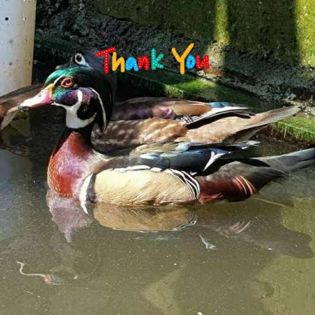 TELUR FERTIL BEBEK MANDARIN BISA DI TETASKAN