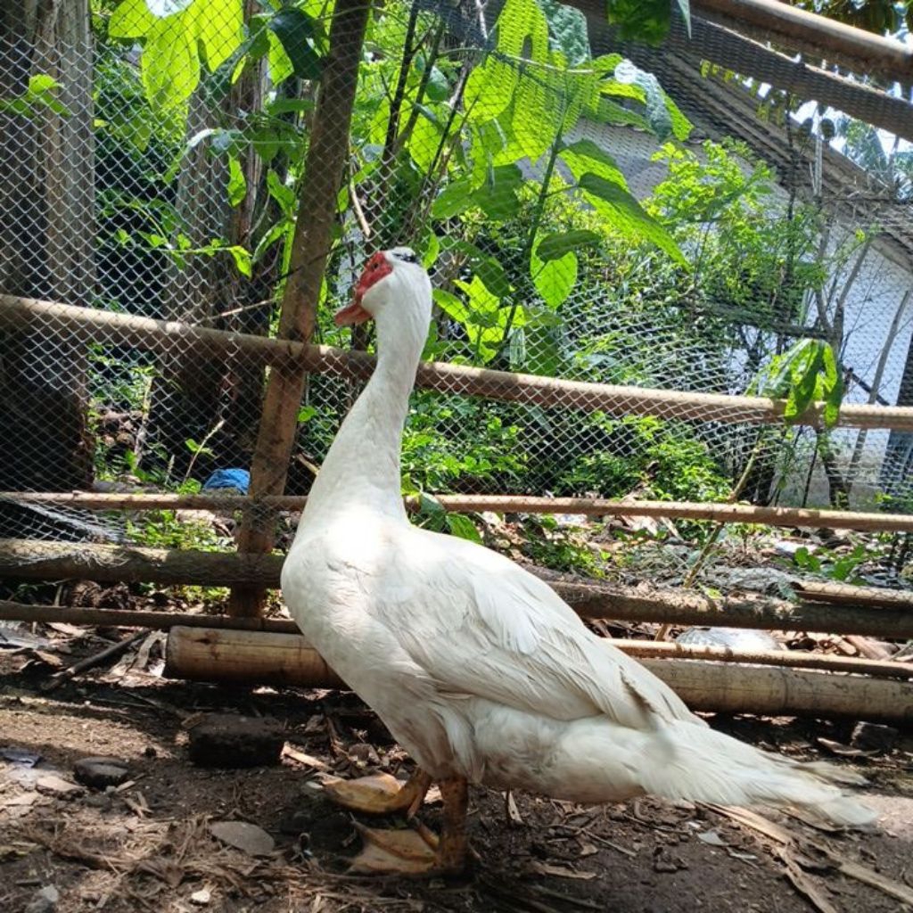 telur fertil entok jumbo