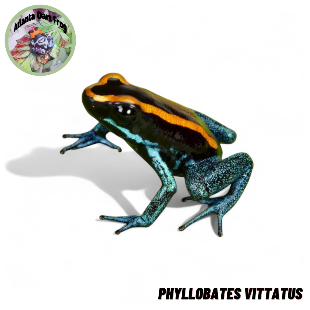 Dart Frog / Katah Panah Phyllobates Vittatus