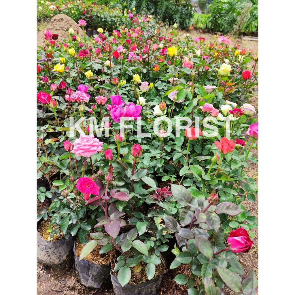 tanaman mawar tanaman bunga mawar bunga mawar hidup tanaman mawar mudah dirawat