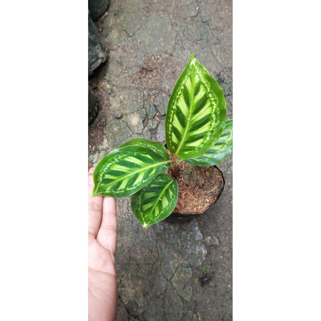 Tanaman Calathea 'Flamestar'