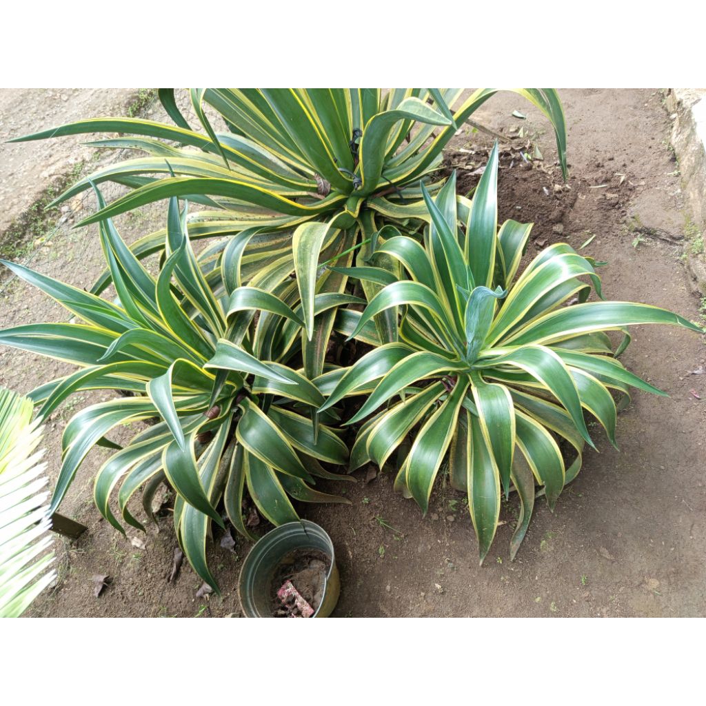 Tanaman hias agave super jumbo serat kuning hijau